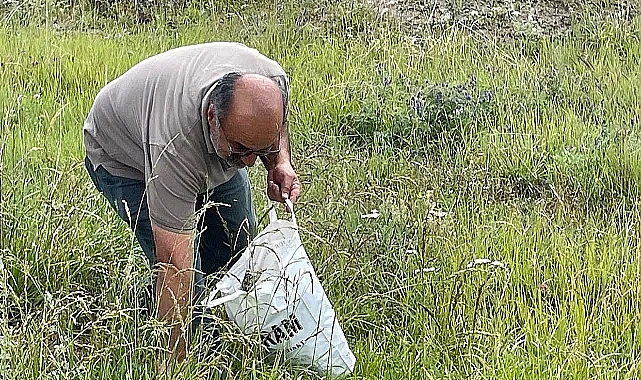 Kars’ta dağ kekiği toplama zamanı