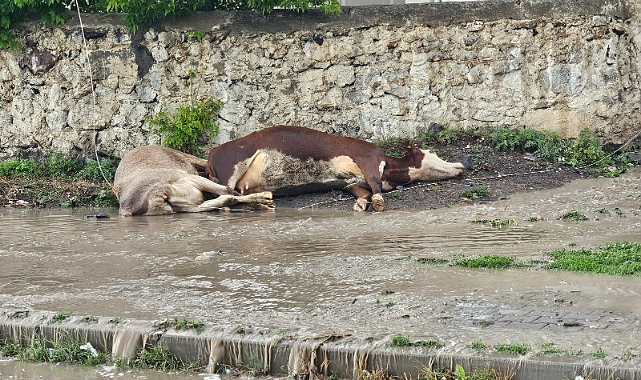 Kars'ta elektrik akımına kapılan 2 hayvan telef oldu