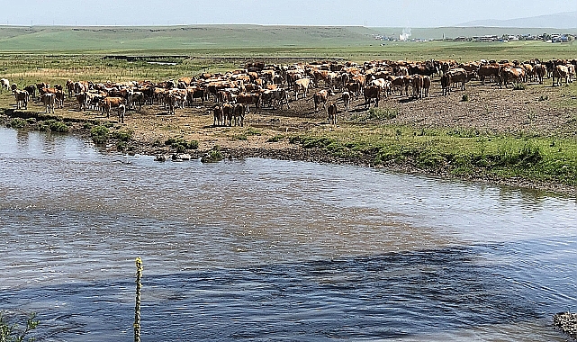 Kars'ta hayvanlar derelerde serinletiliyor
