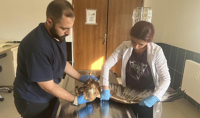 Kars'ta Kızıl Şahin tedavi altına alındı