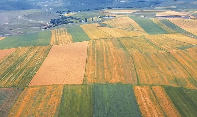 Kars'ta tarlalar halı desenlerine büründü