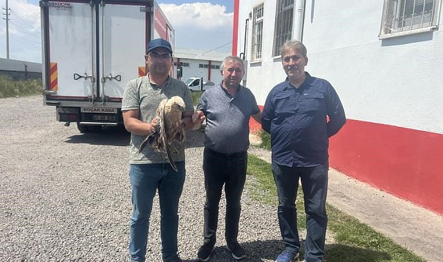 Kars'ta yaralı şahin tedavi altına alındı