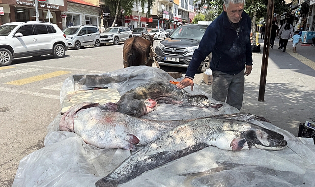 Kura Nehri'nde balıkçının ağına 1 metreyi aşan yayın balığı takıldı