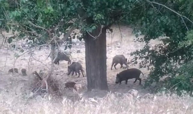 Malatya'da domuz sürüleri görüntülendi