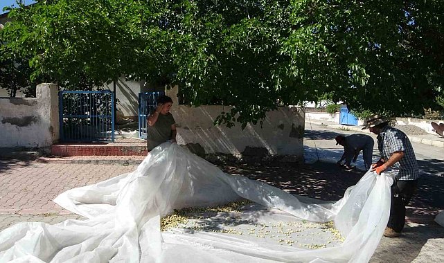 Malatya'da dutun pekmez yolcuğu başladı