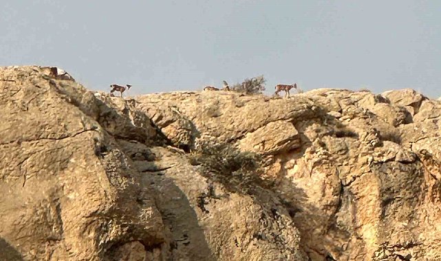 Malatya'da yaban keçileri görüntülendi