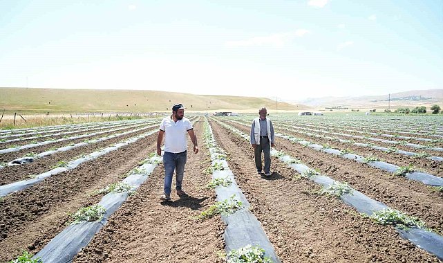 Muş'ta ekimi yapılan karpuzdan 2 milyar TL gelir bekleniyor