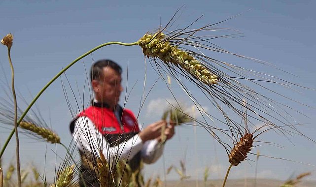 Muş'ta ilk defa ekimi yapılan ata tohumu buğdaydan yüksek verim bekleniyor