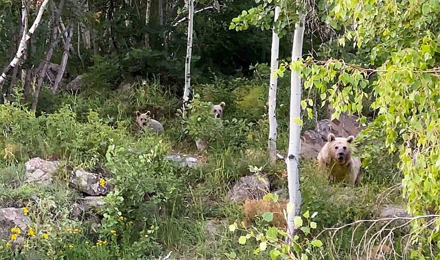 Nemrut'a giden piknikçilere ayı sürprizi