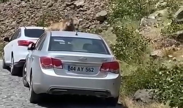 Nemrut'ta ayılar bu kez yol kesip arabaların üstüne çıktı