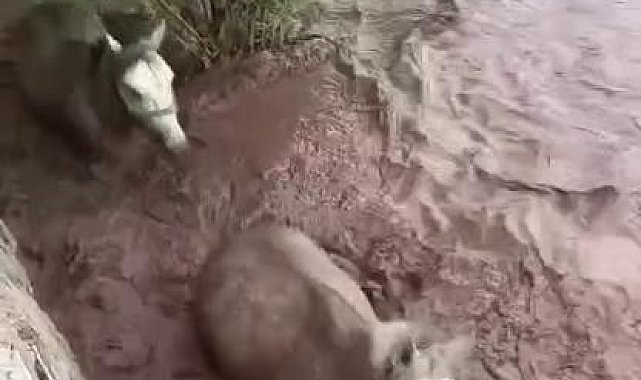 Pasinler'de dere taştı, 2 at mahsur kaldı