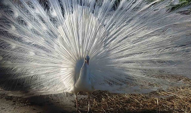 Tavus kuşları Van'ı sevdi