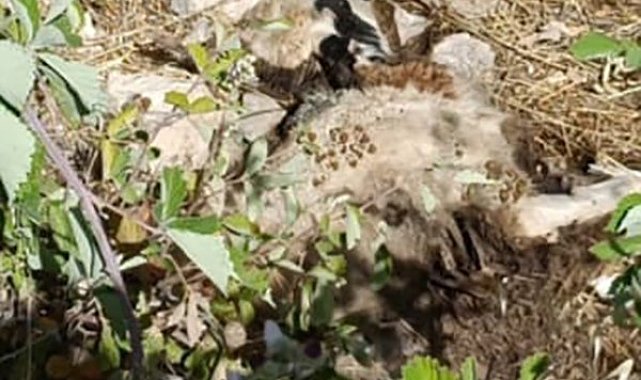 Tunceli'de sürüye kurt saldırdı: 21 koyun telef oldu