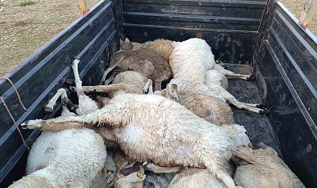 Tunceli'de sürüye yıldırım isabet etti: 16 koyun telef oldu