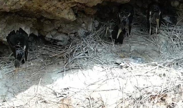 Türkiye'de nadir bulunan 'kara leylekler' Bingöl'de ilk defa dron ile görüntülendi