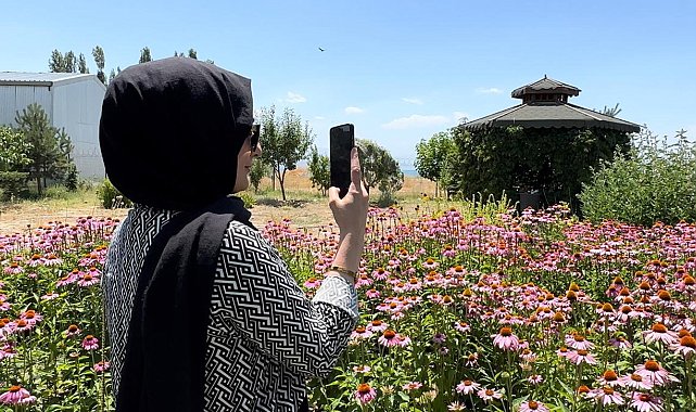 Van&#039;da tıbbi bitkiler, doğal fotoğraf stüdyosuna döndü