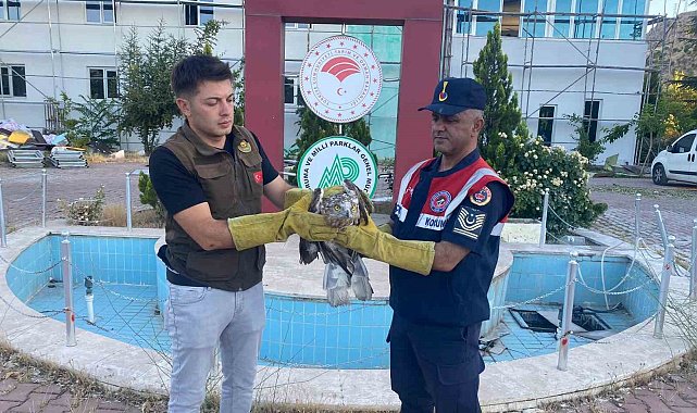 Yaralı şahin koruma altına alındı