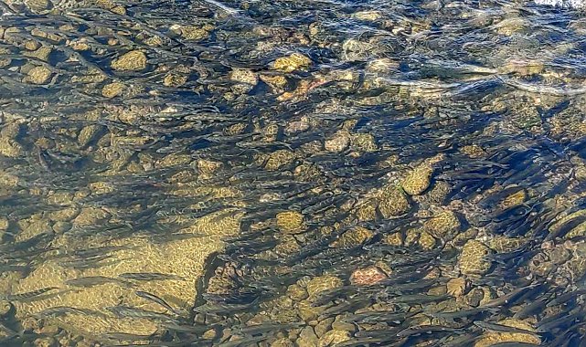 Yavru inci kefallerinin Van Gölü'ne dönüş göçü başladı