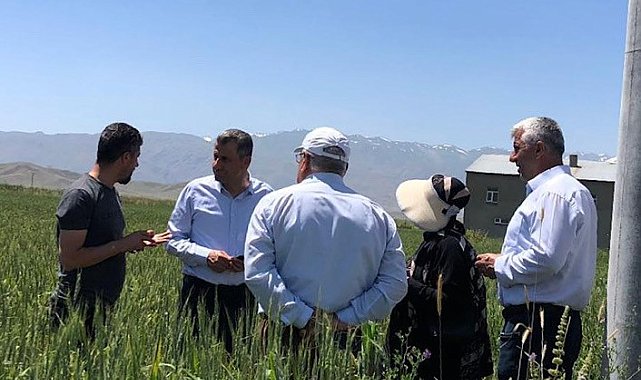 Yüksekova'da hububat ekim alanların koruması için ziraat mühendisleri devrede