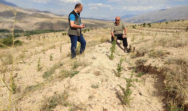 180 bin adet sedir ve 40 bin adet karaçam dikimi yapılan sahalarda incelemelerde bulunuldu