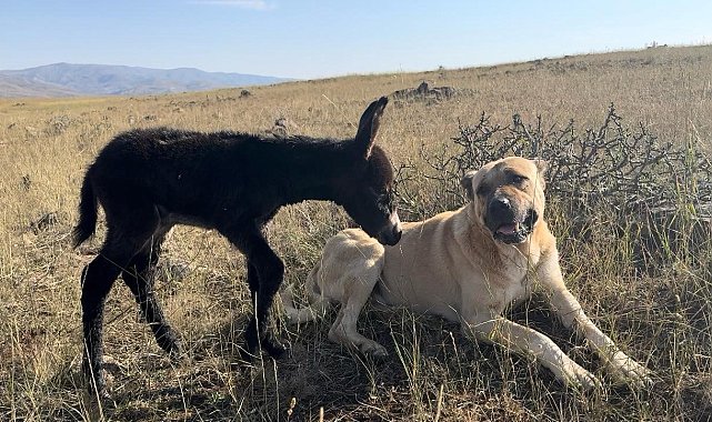 'Kral' bu kez sürünün eşeğine sahip çıktı