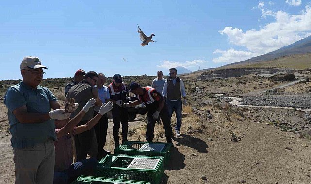 Ağrı Dağı Milli Parkı'na kınalı keklikler salındı