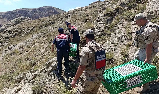 Ağrı'da keklikler doğaya salındı