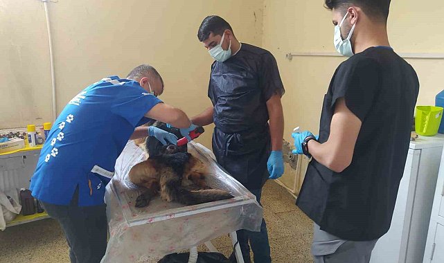 Alman kurdu cinsi köpek başarılı operasyonla kurtarıldı