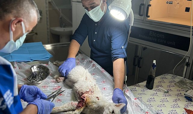 Aracın çarptığı kediye veterinerden müdahale