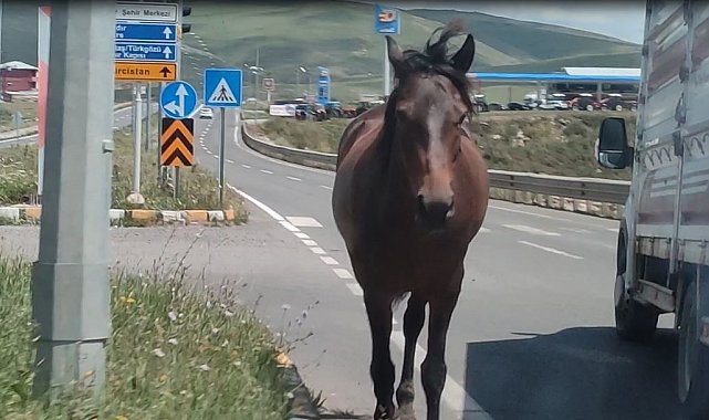 Ardahan'da kara yoluna inen başıboş atlar tehlike saçıyor