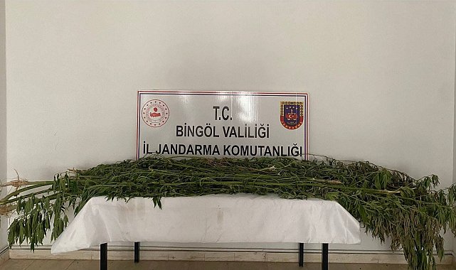 Bingöl'de 3 farklı noktada bin 939 kök kenevir bitkisi ele geçirildi
