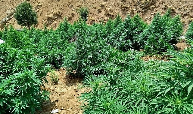 Bingöl'de 5 bin kök kenevir bitkisi ele geçirildi