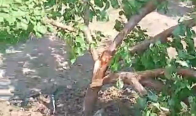 Elazığ'da etkili olan fırtına ağaçları ikiye böldü