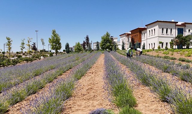 Elazığ'da gençlerden lavanta yatırımı: 3 yılda 1,5 ton hasat başarısı