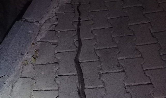 Elazığ'da lavaboya giren 2 metrelik yılan korkuttu