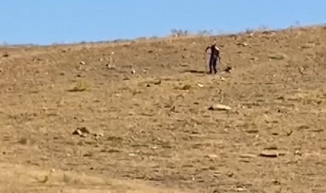 Sokak köpekleri Hayvan Bakımevi ve Rehabilitasyon Merkezi'nde kontrol altına alınıyor