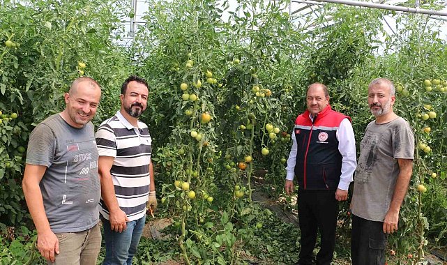 Erzincan, domates ve salatalıkta bölgeyi besliyor