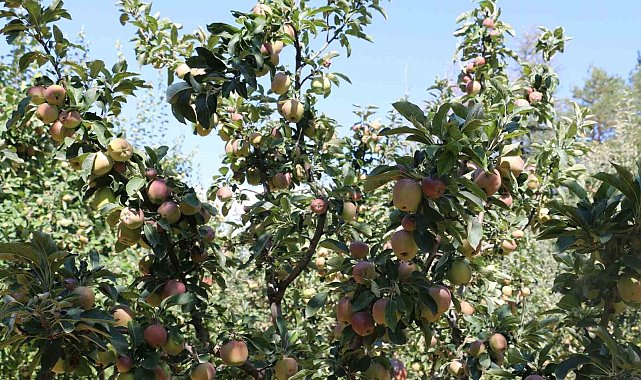 Erzincan Ovası bu yıl yüksek rekolte ile çiftçinin yüzünü güldürüyor