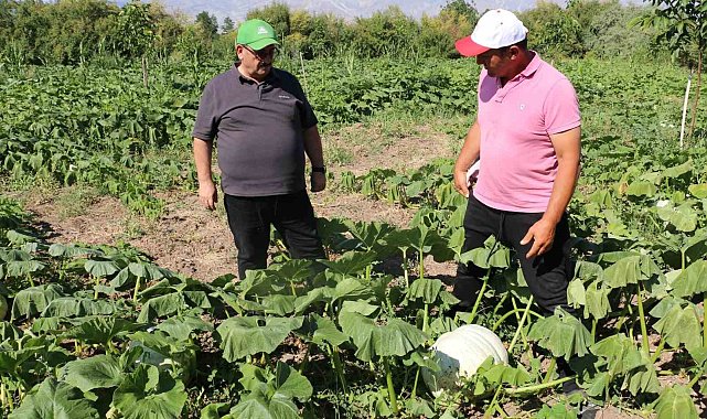 Erzincan tarım sektörü, renkli görüntülere sahne oluyor