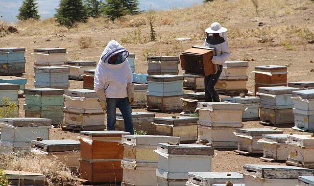 Erzincanlı arıcıların "tatlı" hasat telaşı başladı
