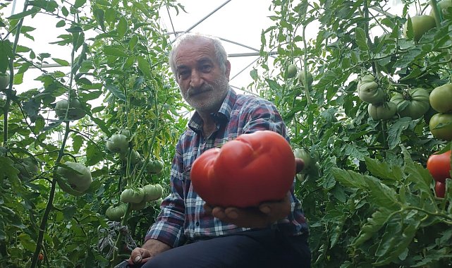 Erzurum'un dev domatesleri