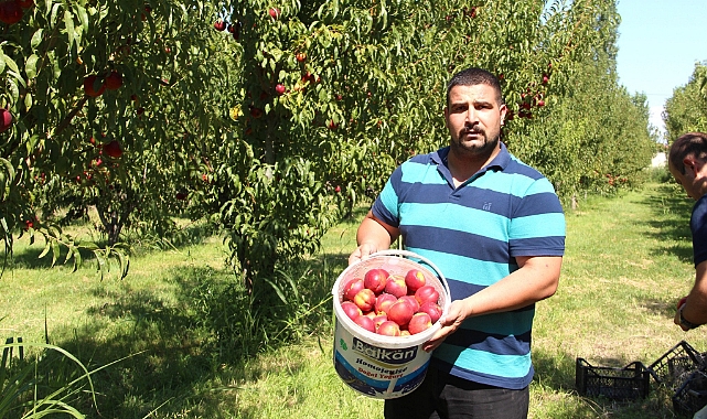 Iğdır’da nektarin hasadı devam ediyor