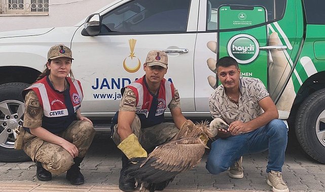 Jandarmadan yaralı akbabaya şefkat eli