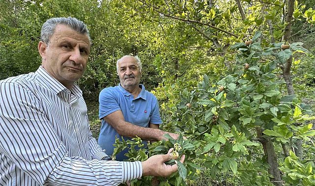 Japonya'nın muşmula meyvesi Yüksekova'da yetişti