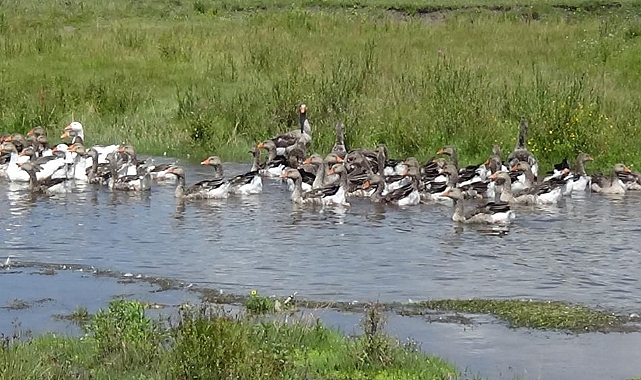 Kars mutfağının olmazsa olmazı kazlar besiye alındı