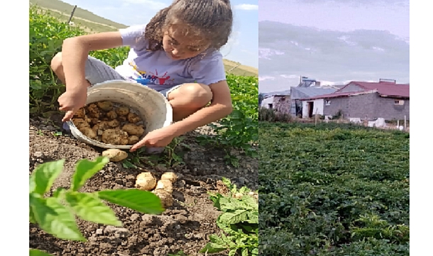 Kars’ta patatesler tadımlık olarak sökülüyor