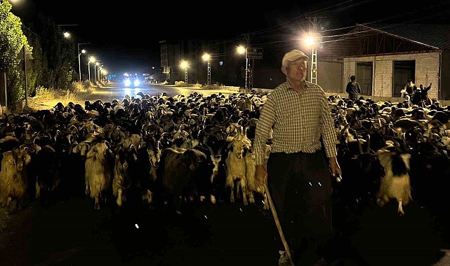 Koyun sürüsünün ilçe merkezinden geçişi sırasında renkli görüntüler ortaya çıktı
