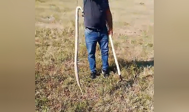 Lastik arasında 1 metre uzunluğundaki yılan korkuttu