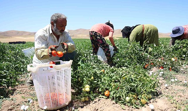 Mevsimlik işçilerin sıcak altına ekmek mücadelesi