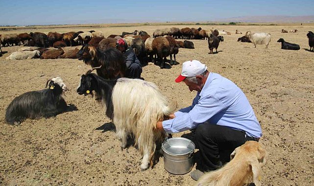 Muş Ovası'nda kadınlar değil erkekler sağım yapıyor